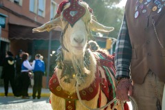 desfile-festero-almansa-2025-93