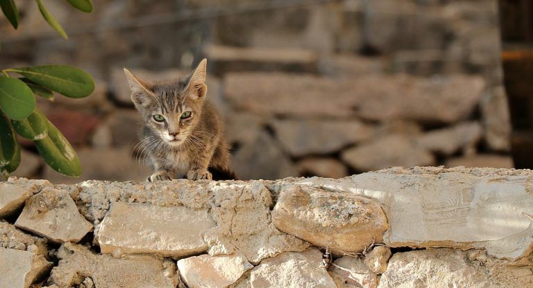 Control de población de gatos en Almansa frente al veneno La Tinta de Almansa