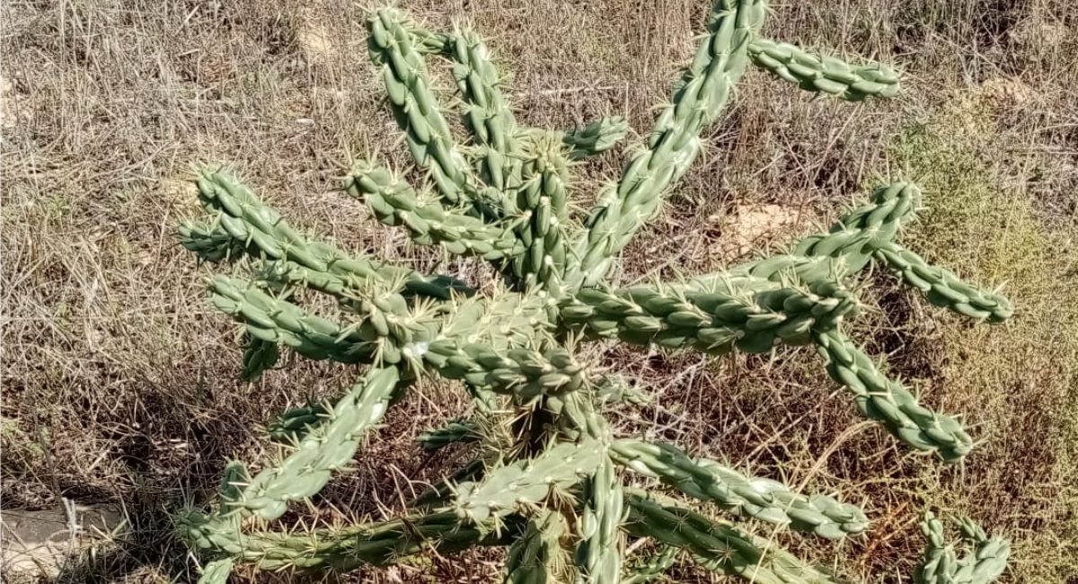Cactus invasor Almansa