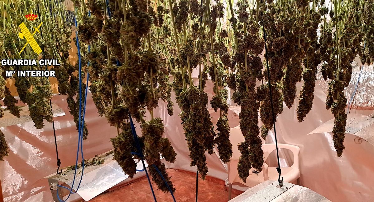 marihuana albacete 125 plantas