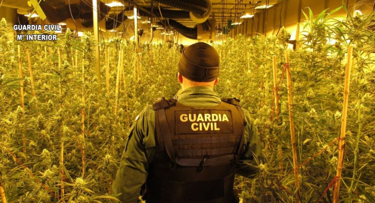 guardia civil almansa plantacion marihuana en chinchilla