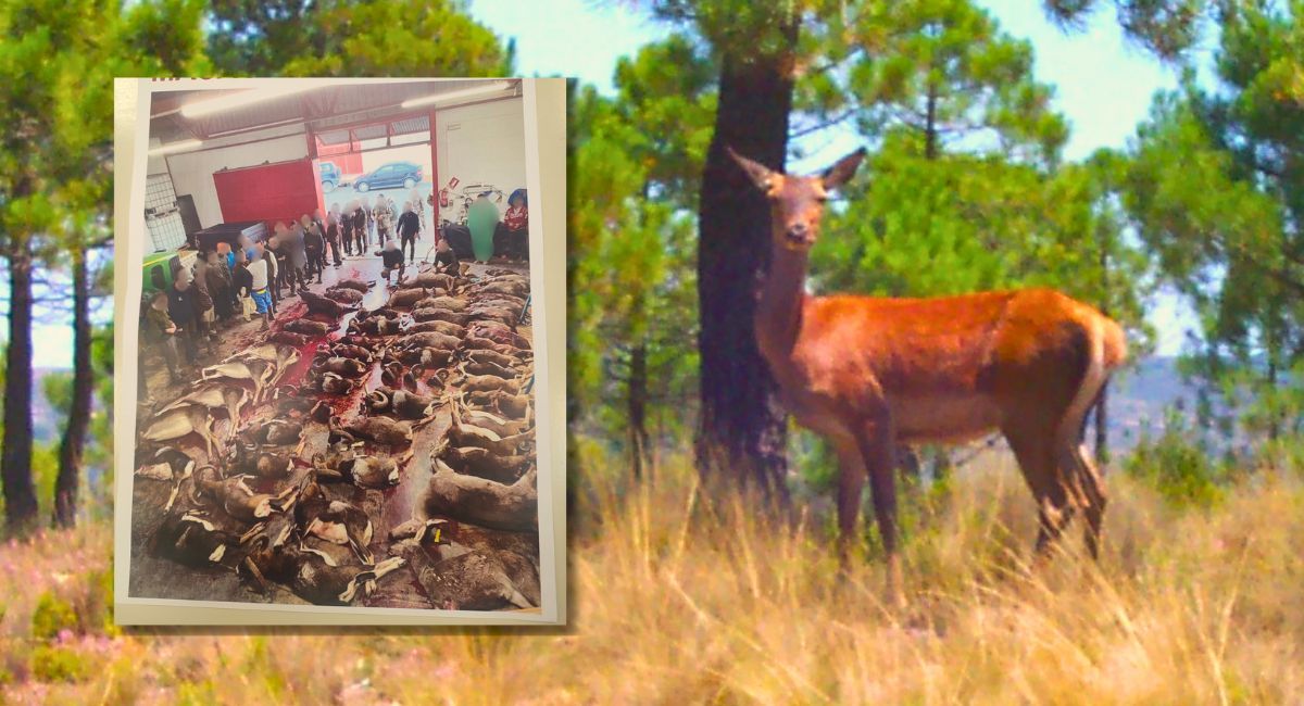 denuncian sociedad cazadores almansa