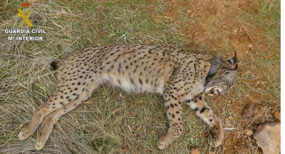 investigado matar lince ibérico