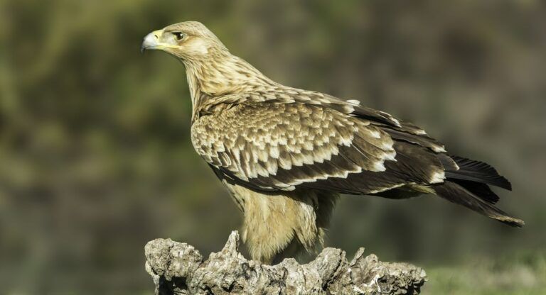 aves rapaces investigado albacete