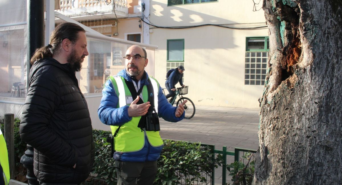 Ayuntamiento Almansa arbolado urbano