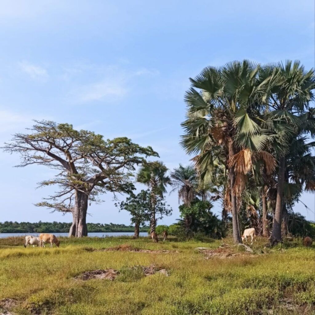 paisaje senegal sur claudia romero almansa senegal