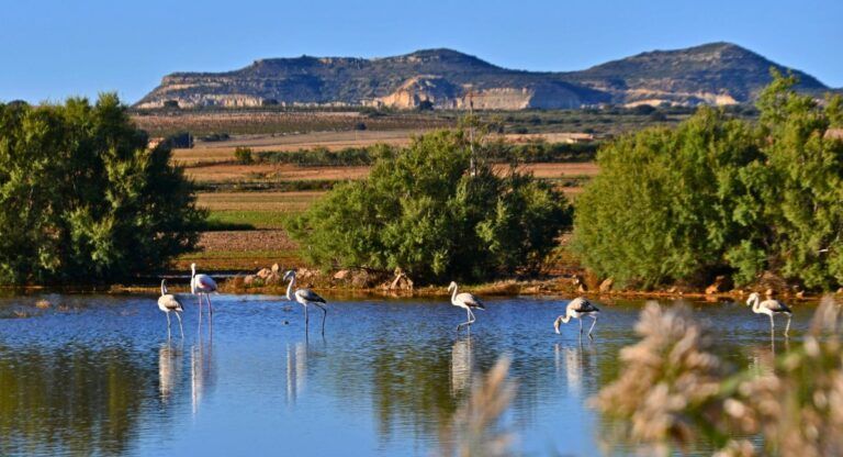 corredor almansa monteiberico grupo desarrollo