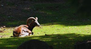 denuncia cazadores almansa