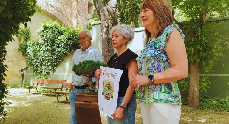 exposición bonsais almansa