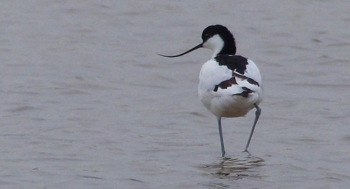 avoceta-saladar