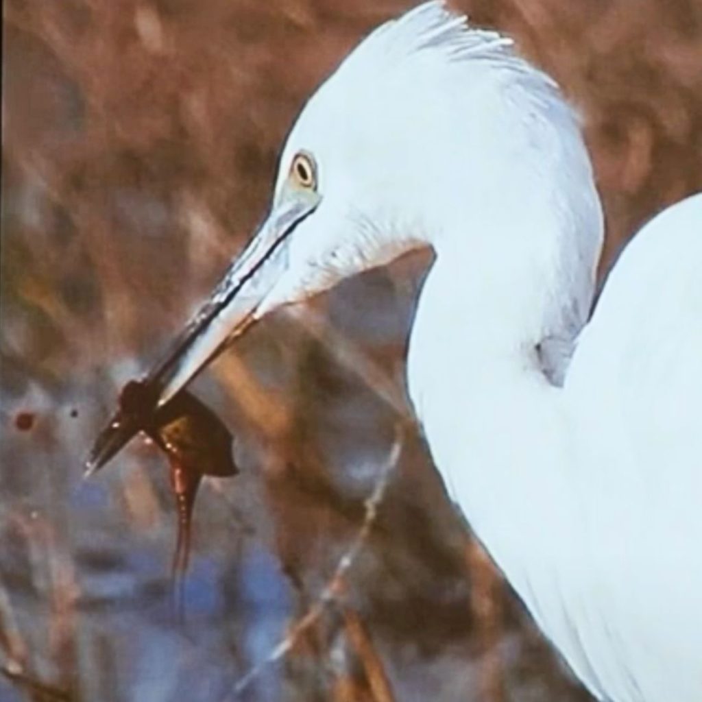 laguna saladar garceta grande