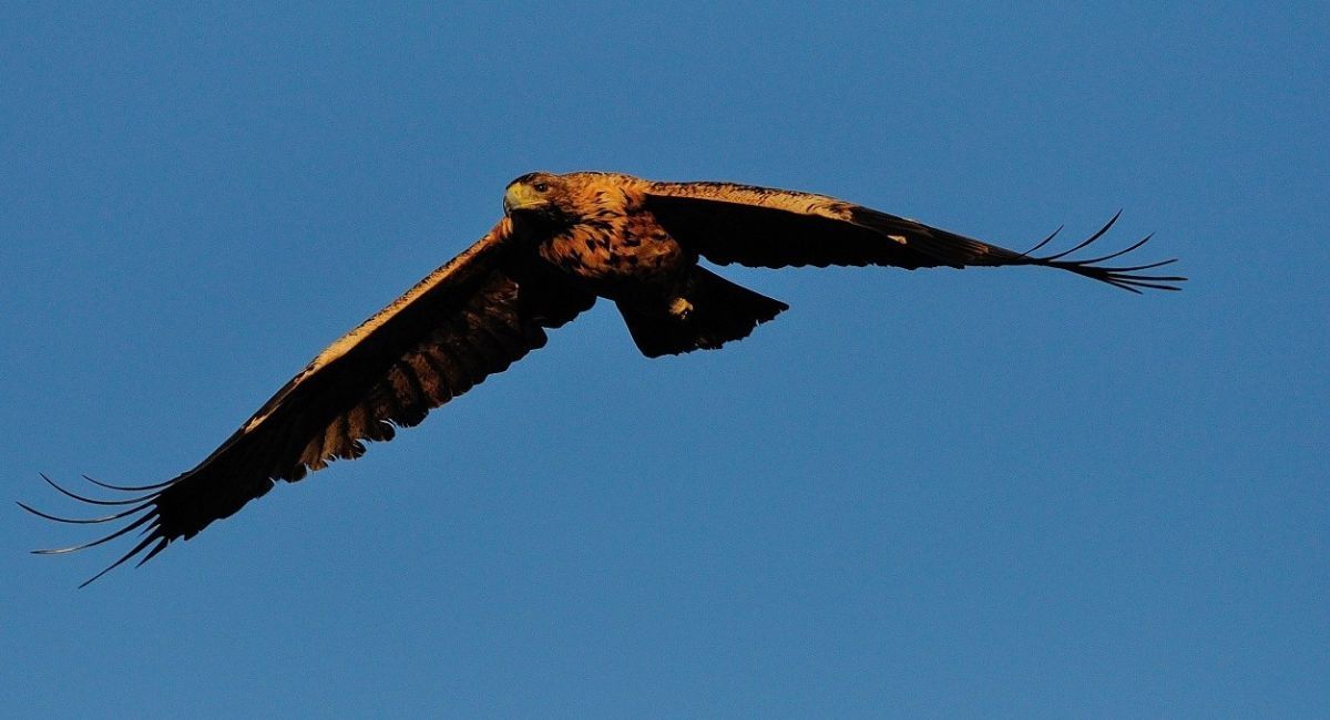 Águila real parques eólicos