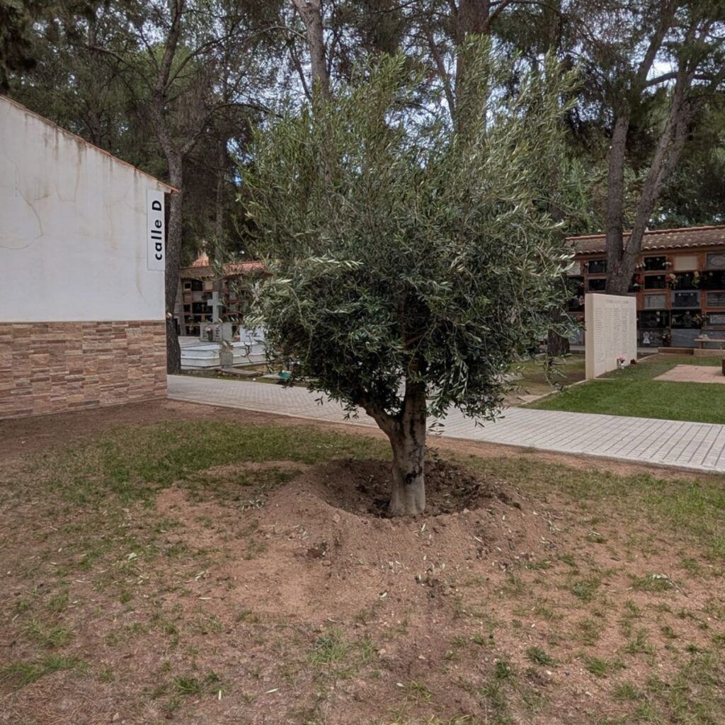 Almansa bebés muerte perinatal