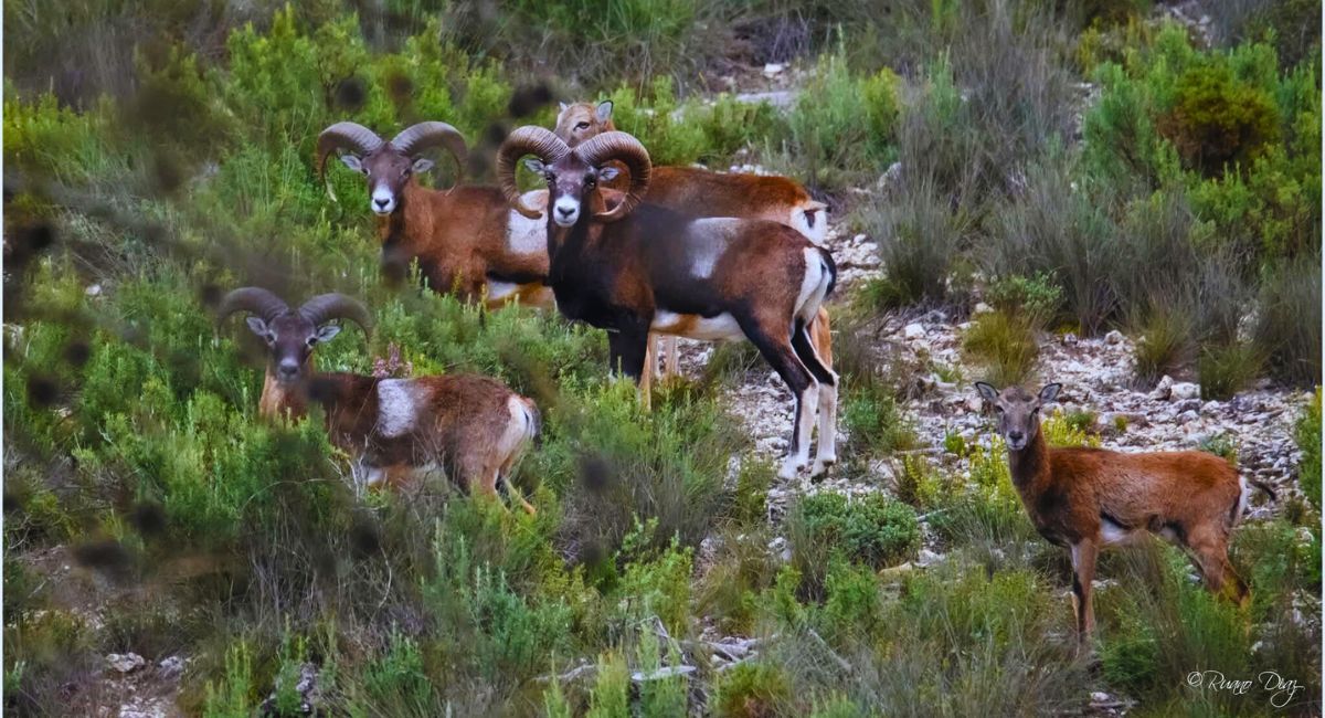 muflones monte público Almansa