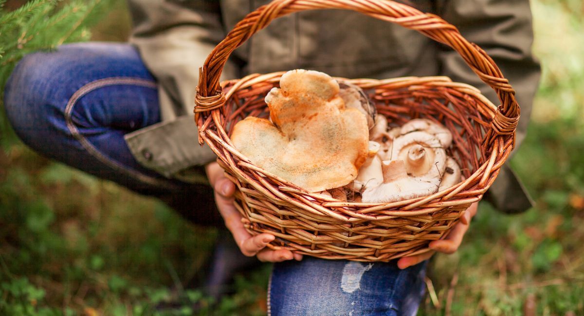 recoger setas otoño Almansa