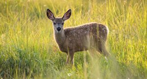 Investigado Cazador Almansa