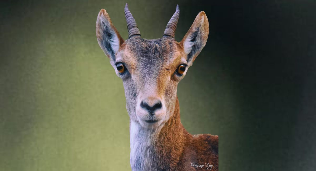 nueva montería en Almansa