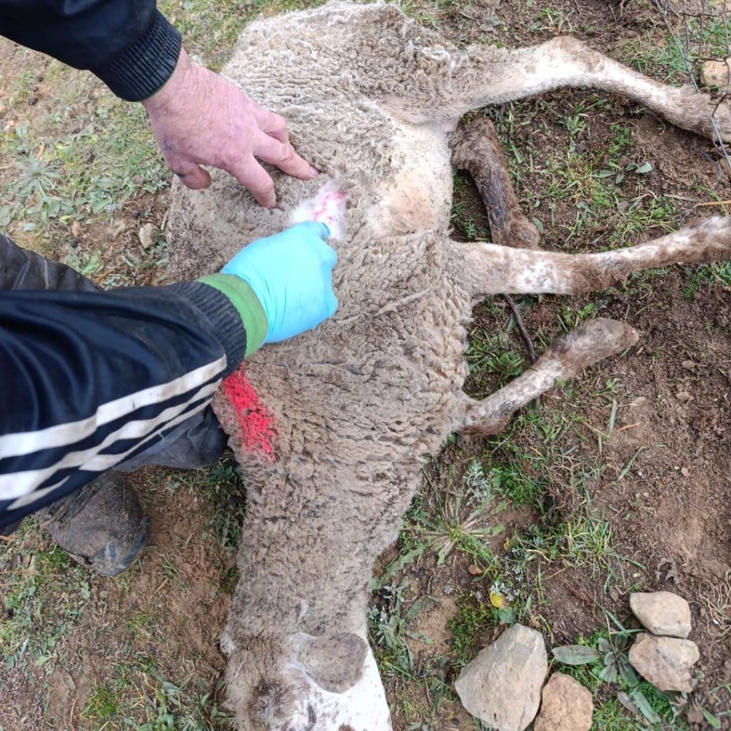 oveja muerta perros monteria almansa