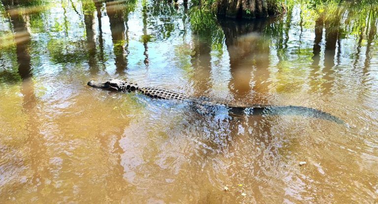 vuelve caimán pantano Almansa