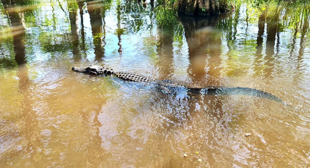 vuelve caimán pantano Almansa