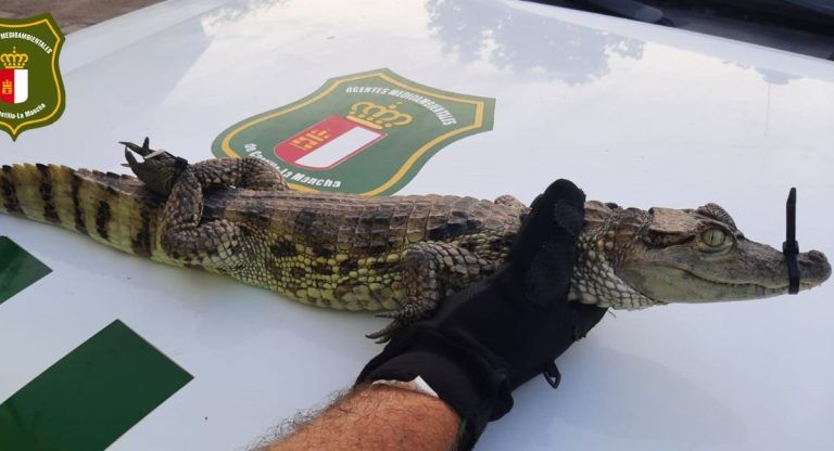 caimán almansa pantano responsables