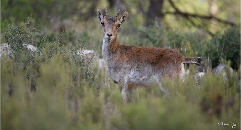 nueva matanza montes Almansa