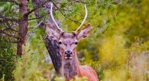 quinta montería Almansa