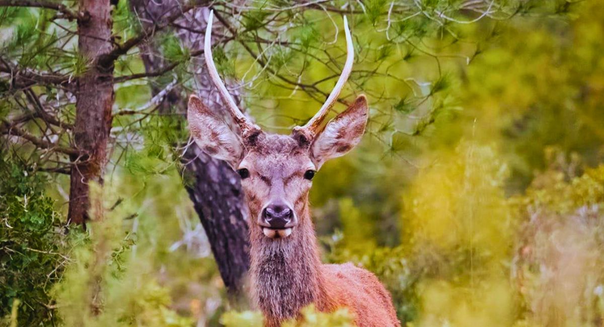 quinta montería Almansa