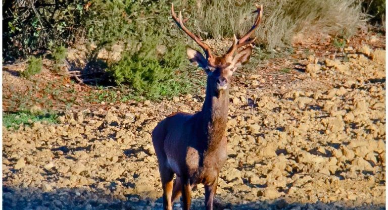 sexta montería almansa