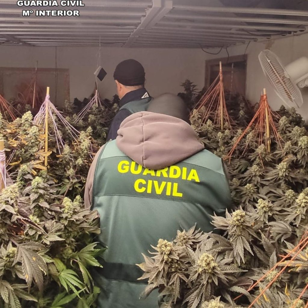 plantación marihuana munera Albacete