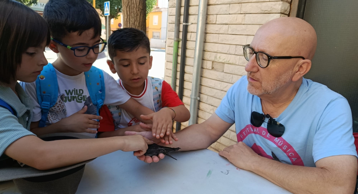 voluntariado vencejos Almansa