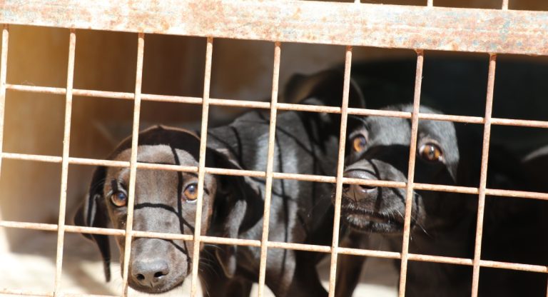 semana adopciones gratuitas albergue Almansa