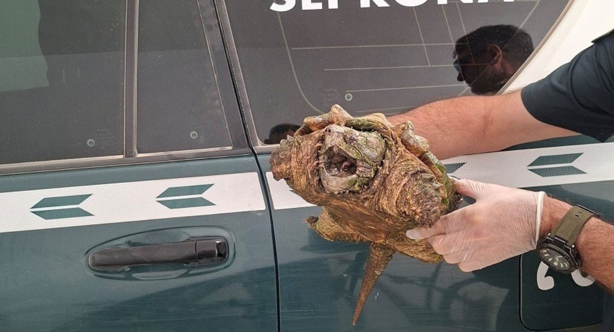 tortuga caimán