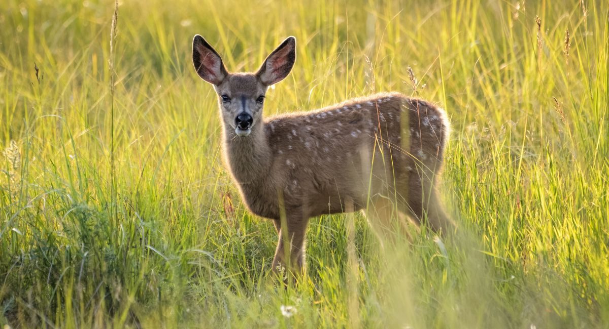 Investigado Cazador Almansa