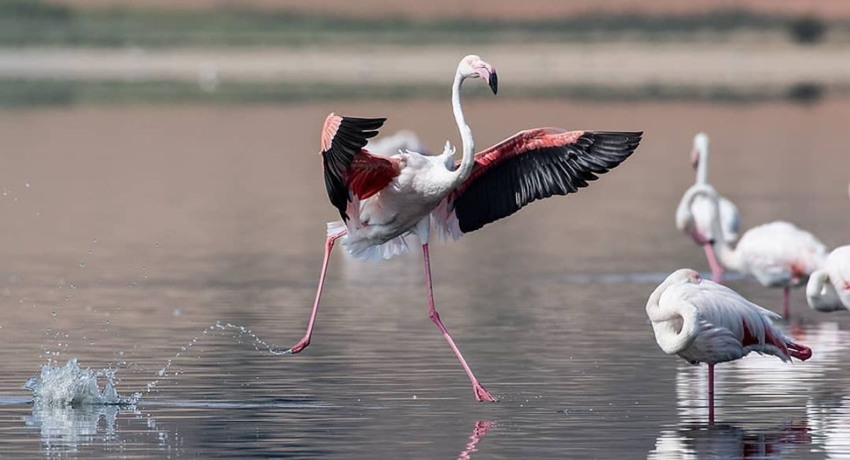 festival comarcal aves higueruela