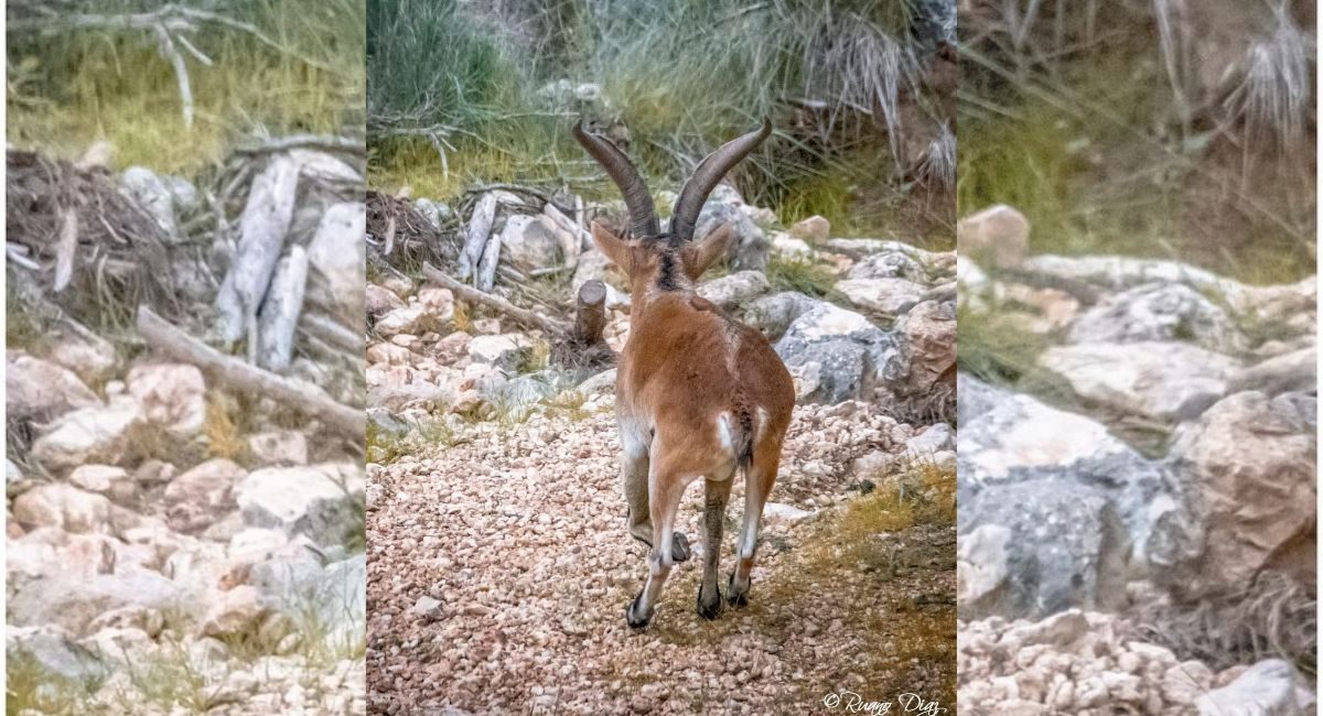monterías en Almansa