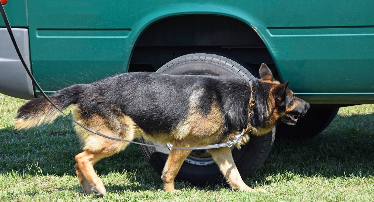 murcia albacete perro drogas suceso