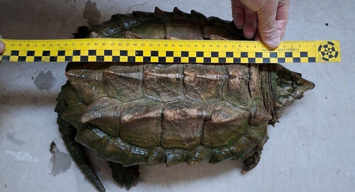 tortuga caimán almansa